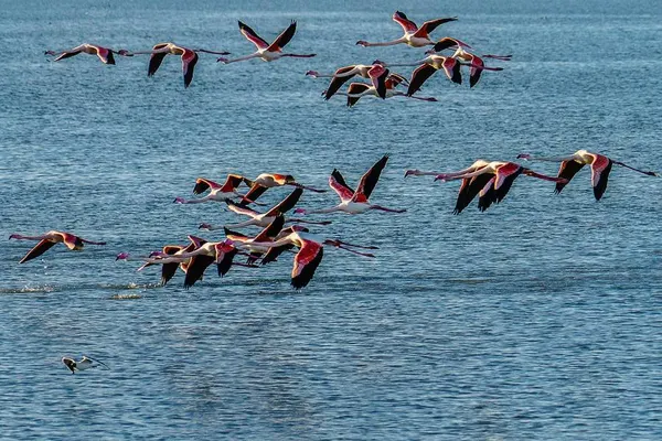 Fenicotteri rosa in volo sulle Valli di Comacchio